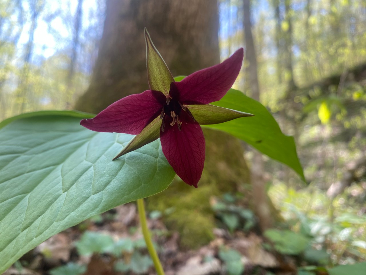 East Tennessee spring&nbsp;wildflowers