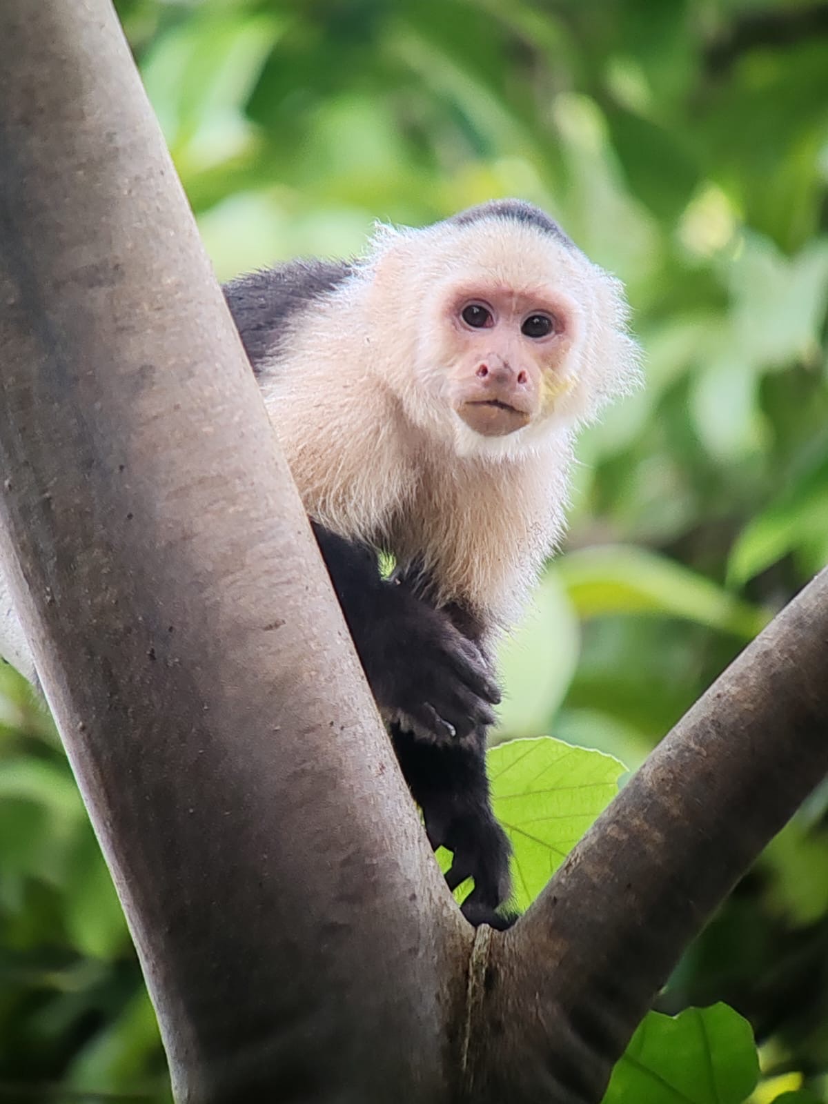 Osa Peninsula- Costa&nbsp;Rica