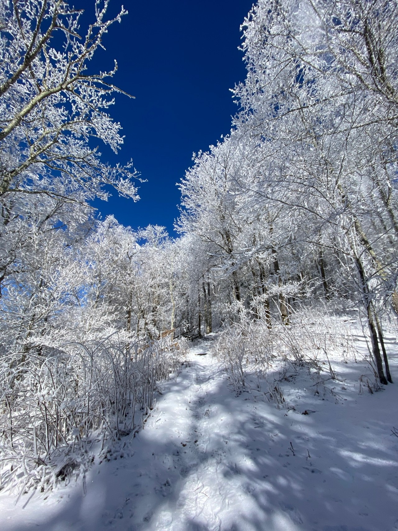 Seasonal Magic in the Smokies: What to Expect on the Trails Each Time of&nbsp;Year