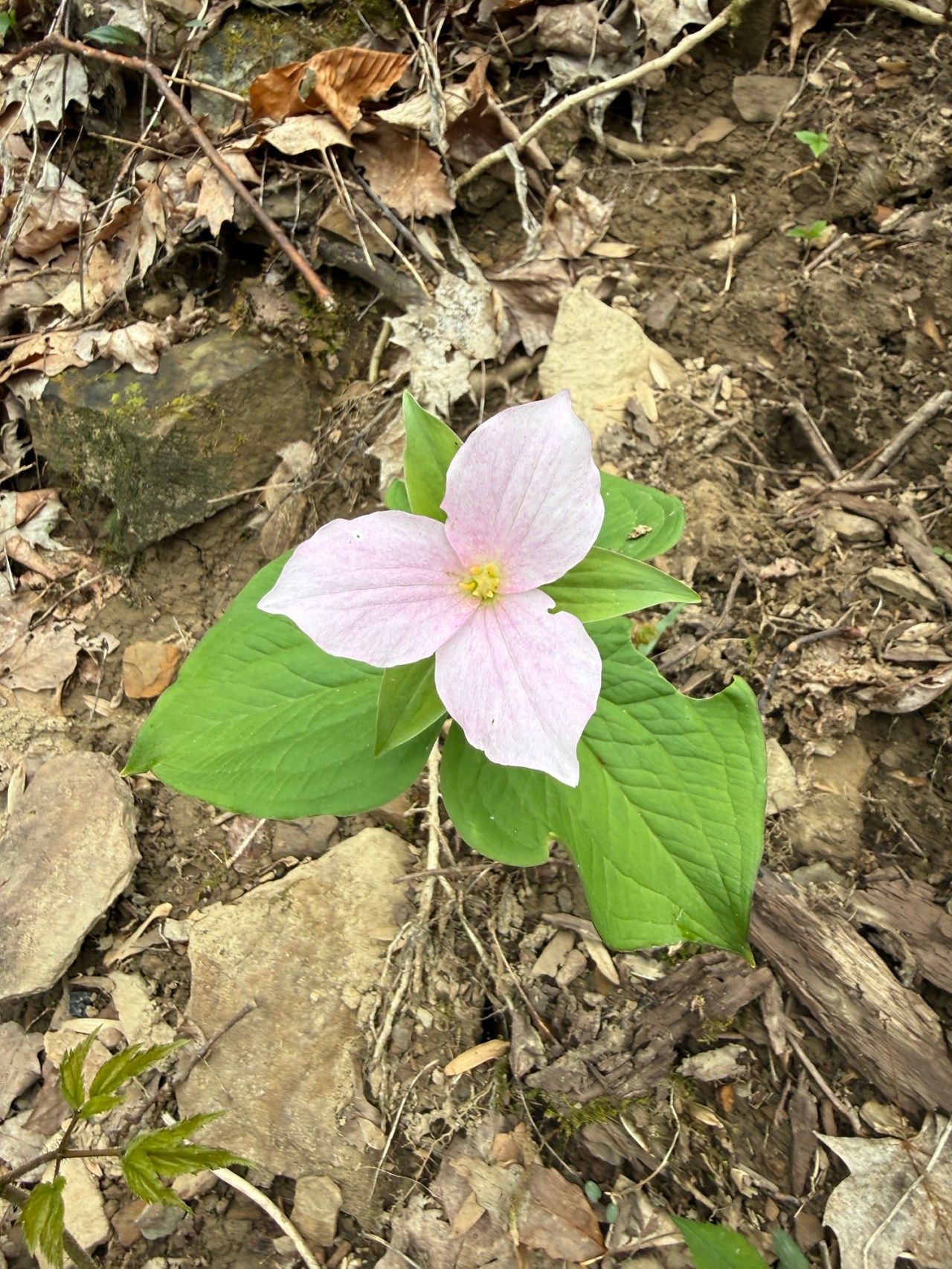 Spring on the Trail: Wildflowers and Quiet Magic at Frozen Head State Park