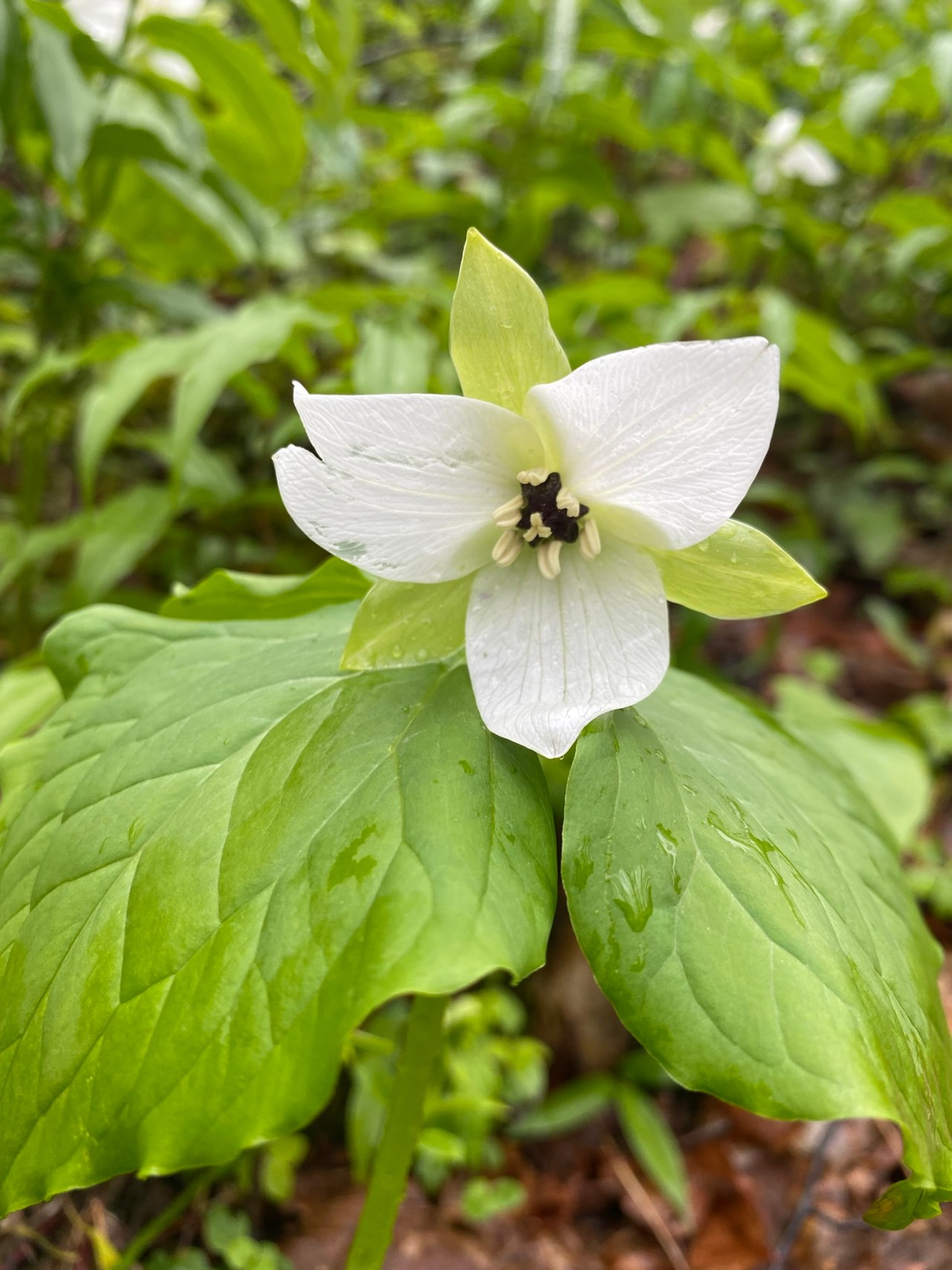 Hiking Through the Seasons: What Makes East Tennessee Special Year&nbsp;Round